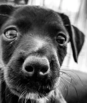 Cachorro raça Vira-lata idade 2 a 6 meses nome Amy