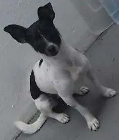 Cachorro raça Mestiça idade 1 ano nome Pandora