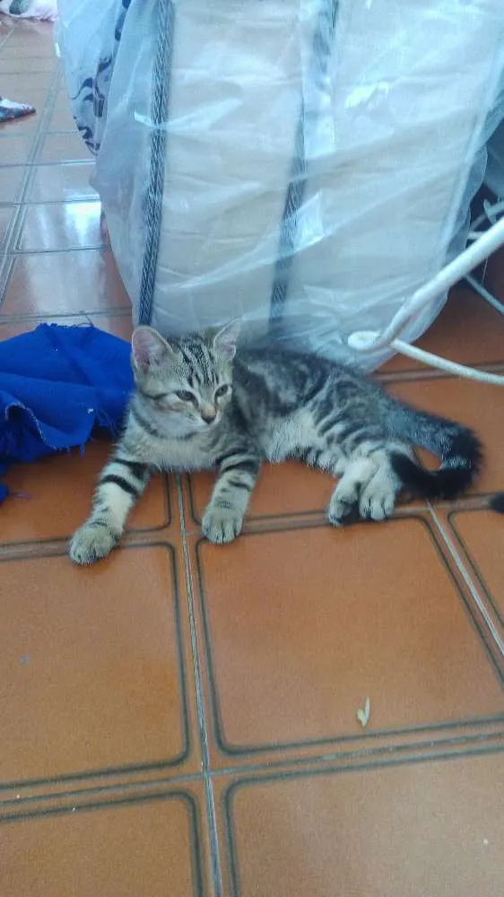 Gato ra a Nao possui idade 2 a 6 meses nome Sem no, e