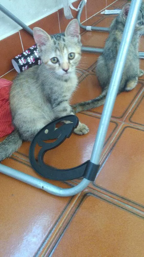 Gato ra a Nao possui idade 2 a 6 meses nome Sem no, e