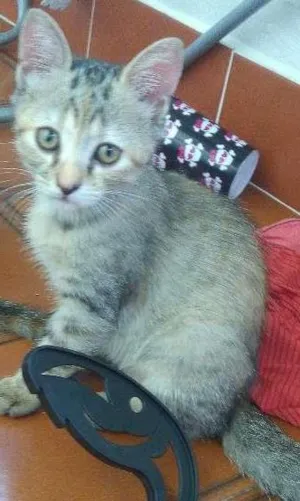 Gato raça Nao possui idade 2 a 6 meses nome Sem no, e