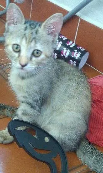 Gato ra a Nao possui idade 2 a 6 meses nome Sem no, e