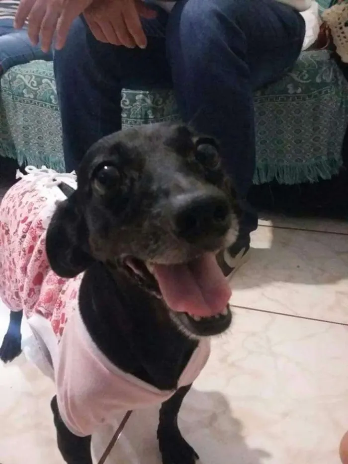 Cachorro ra a viralata/basset idade 6 ou mais anos nome Pitucha
