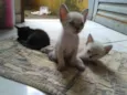 Gatinhos