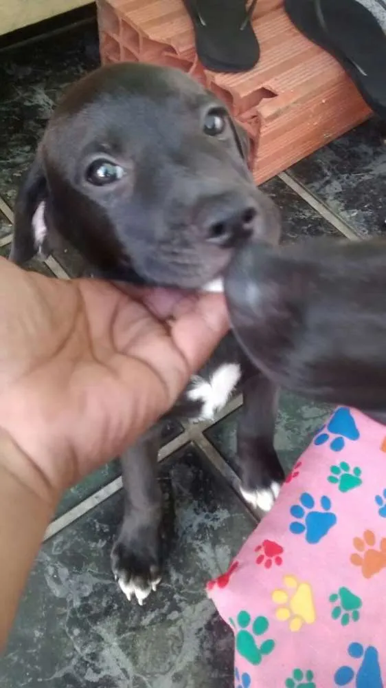 Cachorro ra a Vira Lata idade 2 a 6 meses nome Sem nome