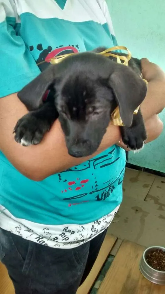 Cachorro ra a Vira Lata idade 2 a 6 meses nome Sem nome