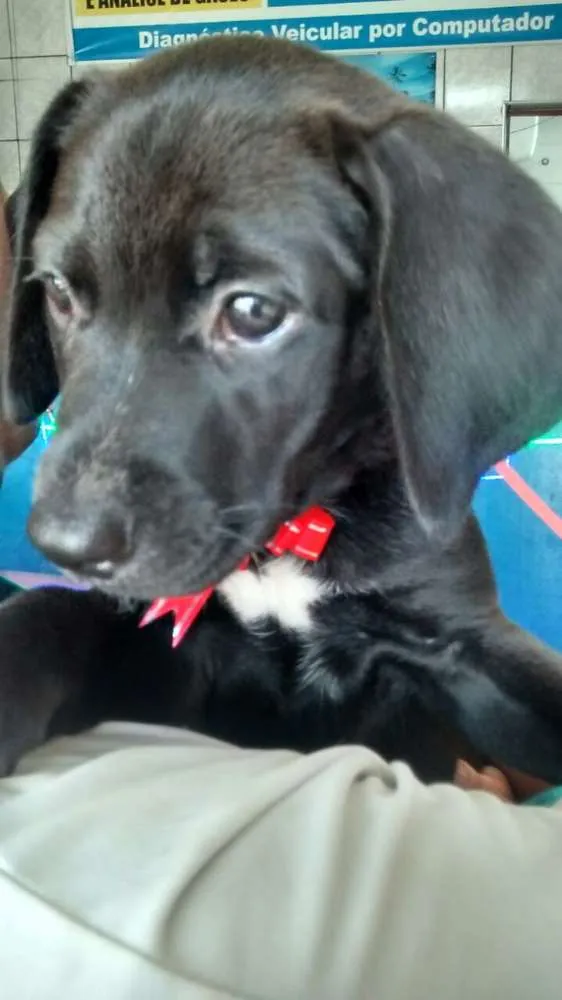 Cachorro ra a Vira Lata idade 2 a 6 meses nome Sem nome