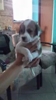 Adote