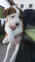 Adote
