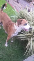 Adote