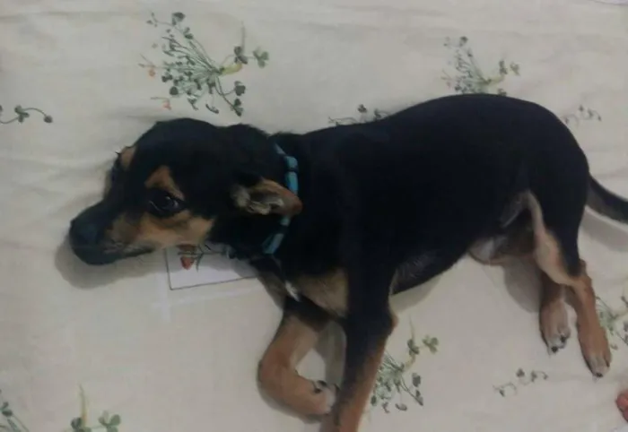 Cachorro ra a  idade 7 a 11 meses nome Camaro