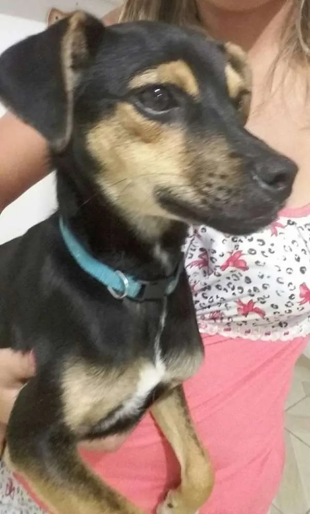 Cachorro ra a  idade 7 a 11 meses nome Camaro