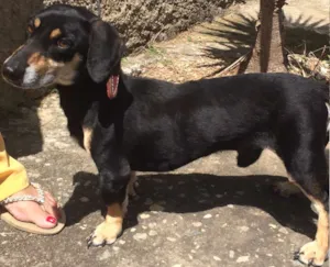 Cachorro raça Basset-Cofap idade 4 anos nome Black