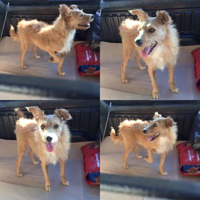 Cachorro ra a SRD idade 3 anos nome Estela