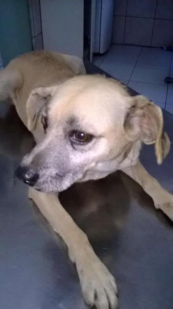 Cachorro ra a SRD idade 5 anos nome BRANCA