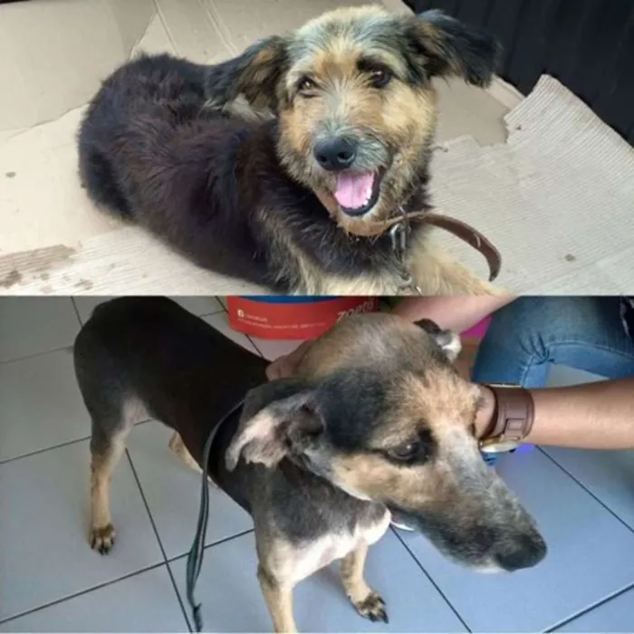 Cachorro ra a SRD idade 4 anos nome MELISSA
