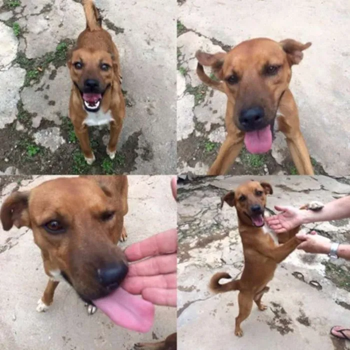 Cachorro ra a SRD idade 3 anos nome DANTE