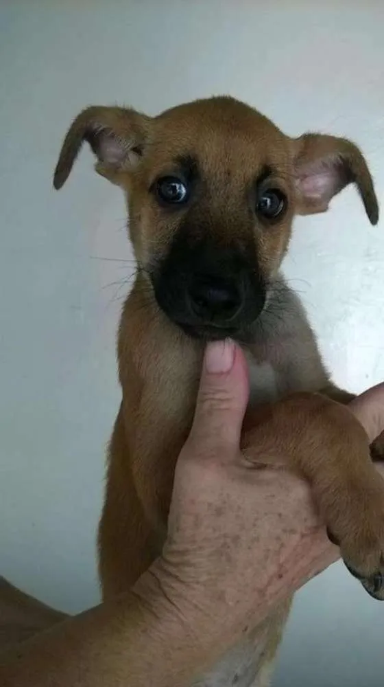 Cachorro ra a SRD idade 2 a 6 meses nome PICOLÉ