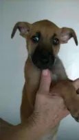 PICOLÉ