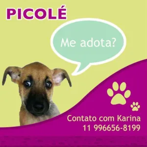 Cachorro raça SRD idade 2 a 6 meses nome PICOLÉ
