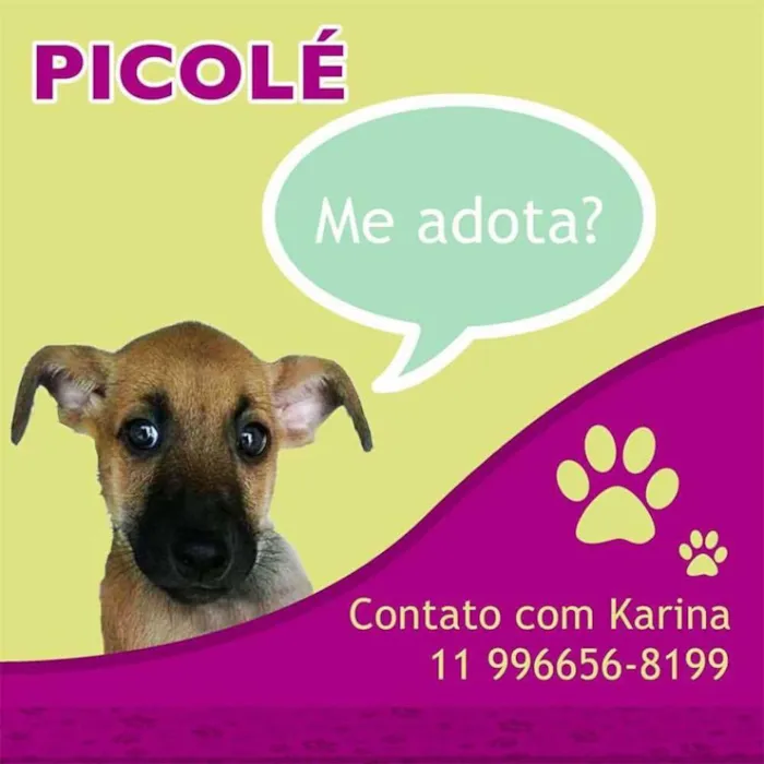 Cachorro ra a SRD idade 2 a 6 meses nome PICOLÉ