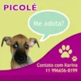 PICOLÉ