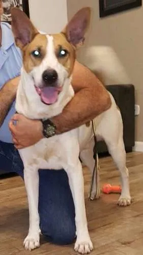 Cachorro ra a 1/2 bull terrier idade 7 a 11 meses nome Felipão
