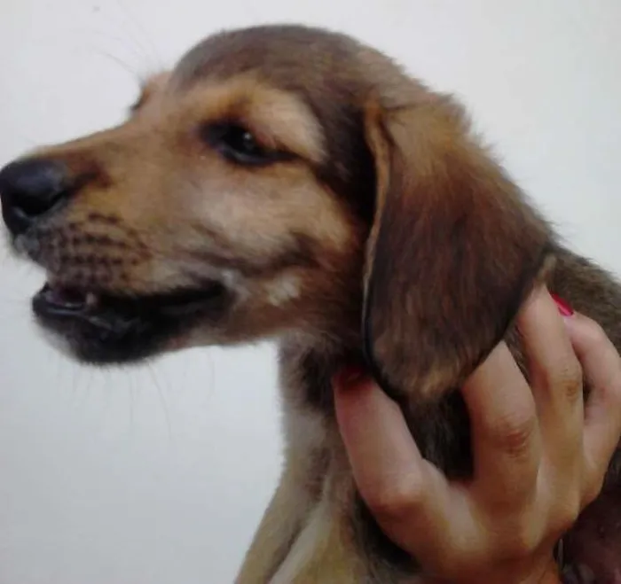 Cachorro ra a  idade Abaixo de 2 meses nome VIRA LATA