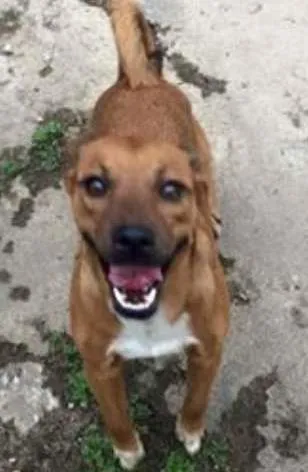 Cachorro ra a SRD idade 3 anos nome DANTE
