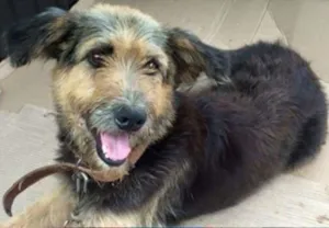 Cachorro raça SRD idade 4 anos nome MELISSA