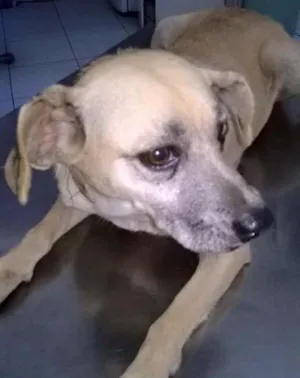 Cachorro raça SRD idade 5 anos nome BRANCA