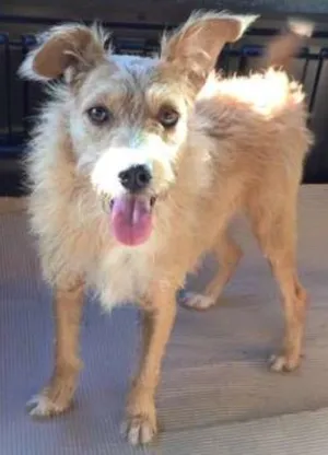 Cachorro raça SRD idade 3 anos nome Estela
