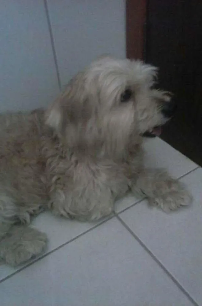 Cachorro raça raça indefinida idade 4 anos nome Billy