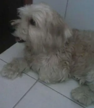 Cachorro raça raça indefinida idade 4 anos nome Billy