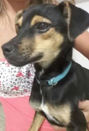Cachorro raça  idade 7 a 11 meses nome Camaro