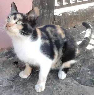 Gato raça mesticha idade 7 a 11 meses nome Não tem