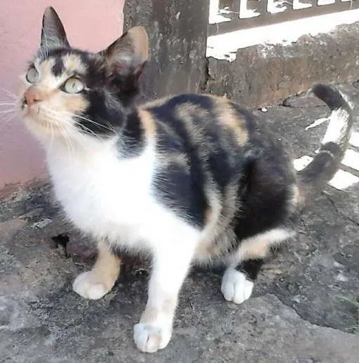 Gato ra a mesticha idade 7 a 11 meses nome Não tem