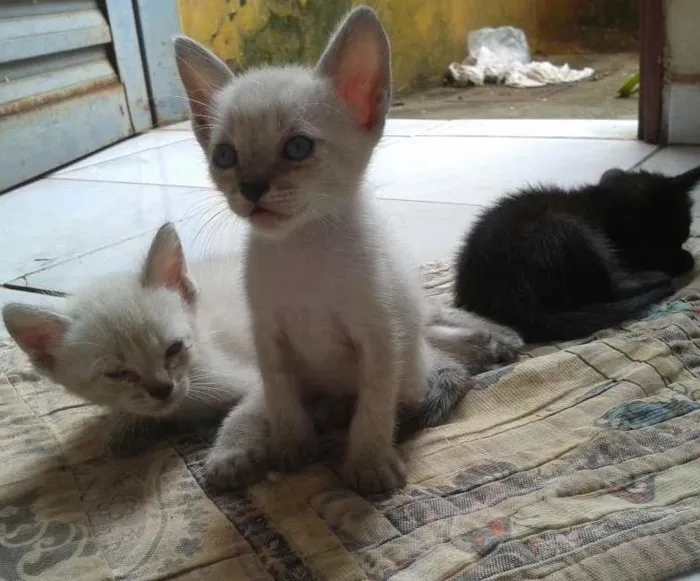 Gato ra a Vira-lata idade Abaixo de 2 meses nome Gatinhos