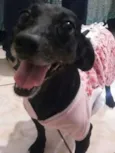 Pitucha