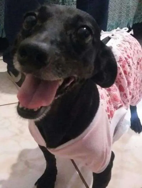 Cachorro ra a viralata/basset idade 6 ou mais anos nome Pitucha