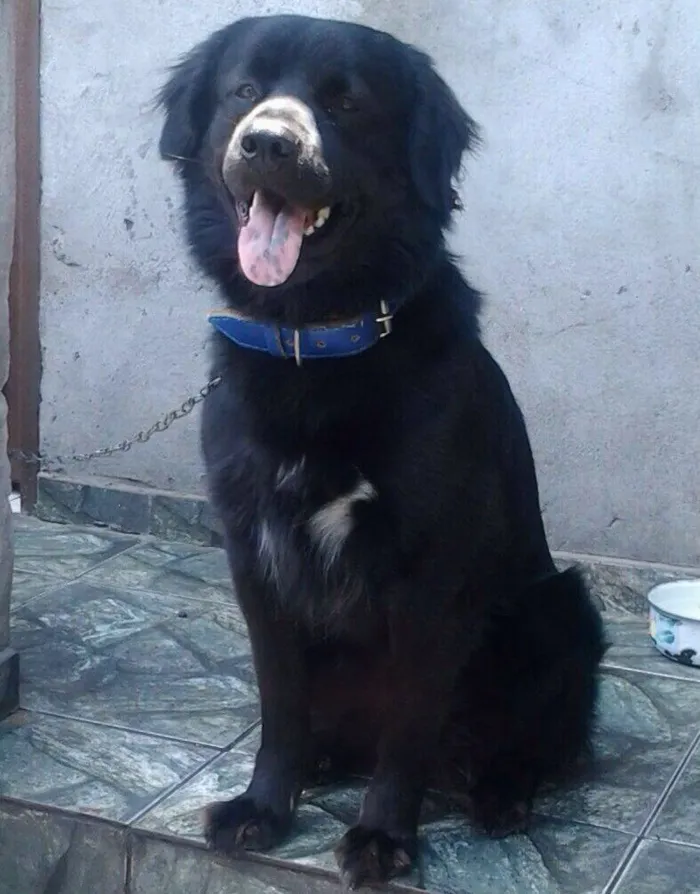 Cachorro ra a labrador idade 1 ano nome Blade