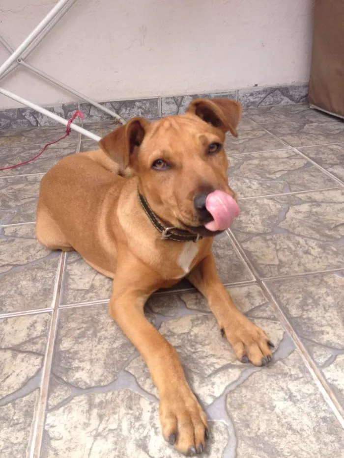 Cachorro ra a não definida idade 7 a 11 meses nome Cogumelo