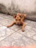 Cogumelo
