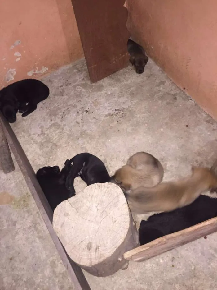 Cachorro ra a SRD idade Abaixo de 2 meses nome Vários Filhotes