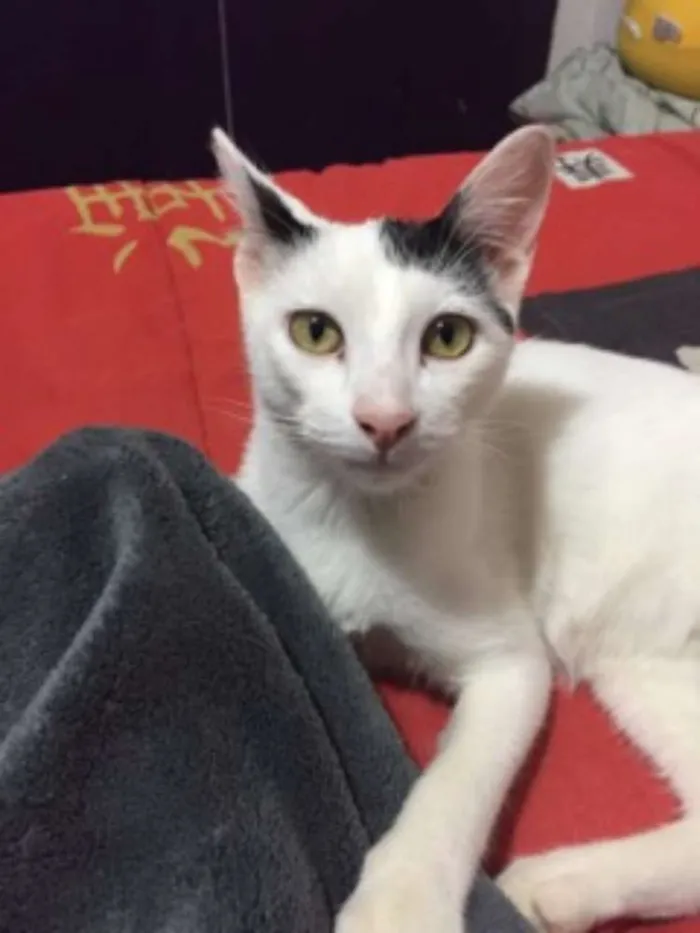 Gato ra a Vira-lata idade 2 a 6 meses nome Amigão