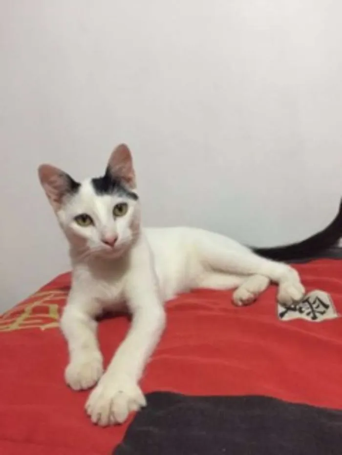 Gato ra a Vira-lata idade 2 a 6 meses nome Amigão