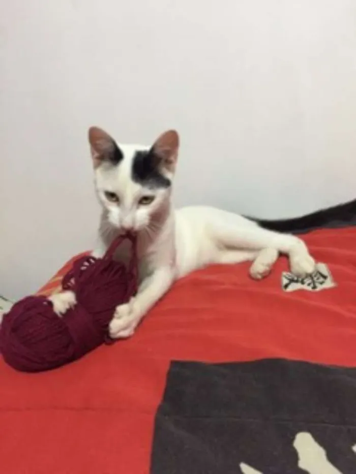 Gato ra a Vira-lata idade 2 a 6 meses nome Amigão