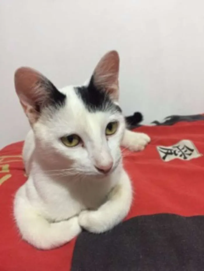 Gato ra a Vira-lata idade 2 a 6 meses nome Amigão