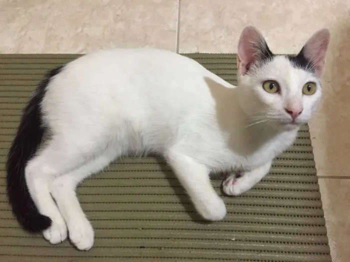 Gato ra a Vira-lata idade 2 a 6 meses nome Amigão