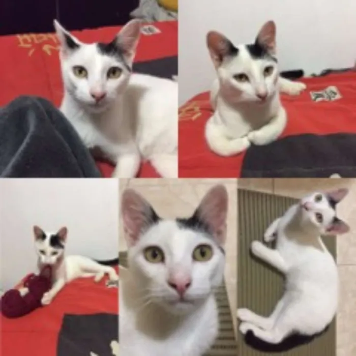 Gato ra a Vira-lata idade 2 a 6 meses nome Amigão